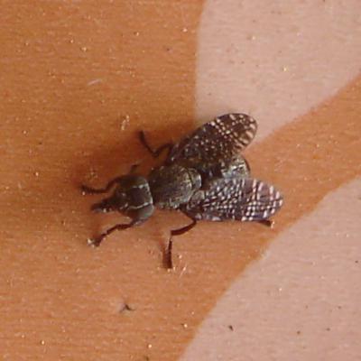 Platystoma sp.